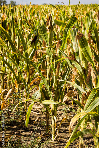 Mature corn crop in a rural field before harvest, illustrating autumn farming, agricultural production, seasonal crops and the importance of corn in food and livestock production.