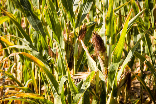 Mature corn crop in a rural field before harvest, illustrating autumn farming, agricultural production, seasonal crops and the importance of corn in food and livestock production.