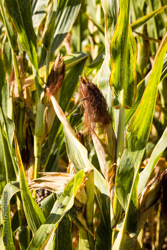 Mature corn crop in a rural field before harvest, illustrating autumn farming, agricultural production, seasonal crops and the importance of corn in food and livestock production.