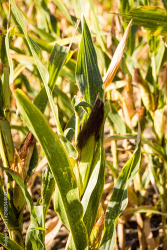 Mature corn crop in a rural field before harvest, illustrating autumn farming, agricultural production, seasonal crops and the importance of corn in food and livestock production.