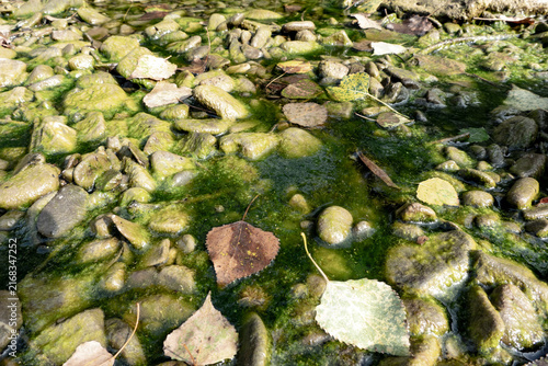 Algae on the gravel of the riverbank