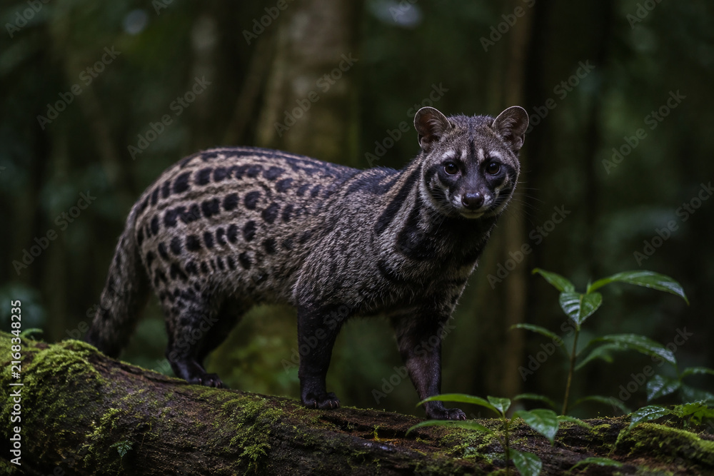 Obraz premium Wild African civet on mossy log in dim rainforest, spotted coat and dark face mask, wildlife and nature concept