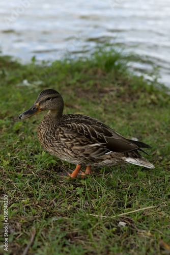 Female mallard duck standing on a grassy lakeshore, showing detailed mottled brown plumage against softly blurred water.