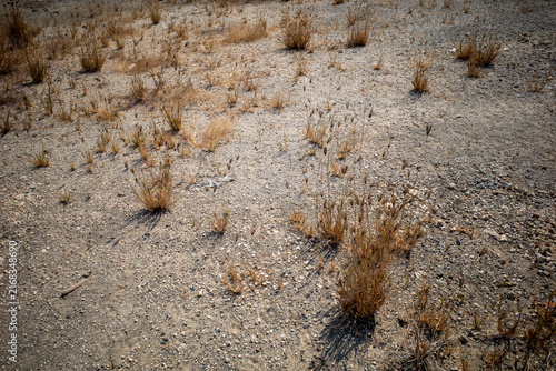 фотографія Dry Desert Landscape with Sparse Wild Grasses and Rocky Soil