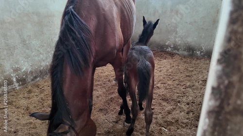 A mare and her newborn foal resting in a stable environment.