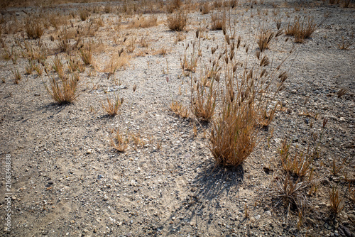 фотографія Dry Desert Landscape with Sparse Wild Grasses and Rocky Soil