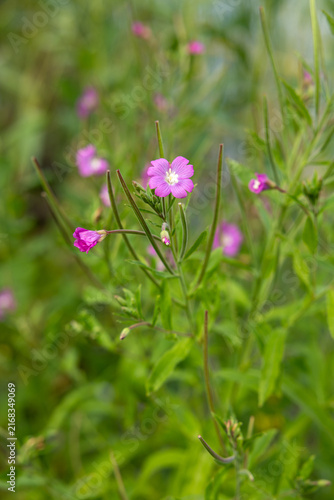 Delicate pink great willowherb flower blooming among slender seed pods and lush green foliage in a wild wetland habitat.