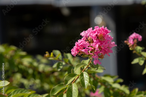 Foto Vibrant pink Lagerstroemia crape myrtle flower cluster blooming in the Mediterranean