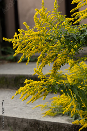 Bright yellow Canadian goldenrod flowers blooming in dense arching clusters, illuminated by warm summer sunlight.
