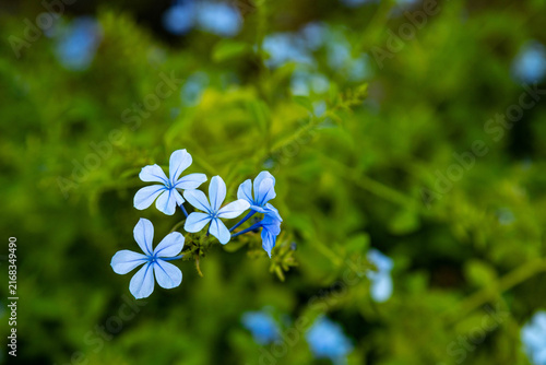 Fotografía Delicate light blue Plumbago auriculata flowers blooming in the Mediterranean