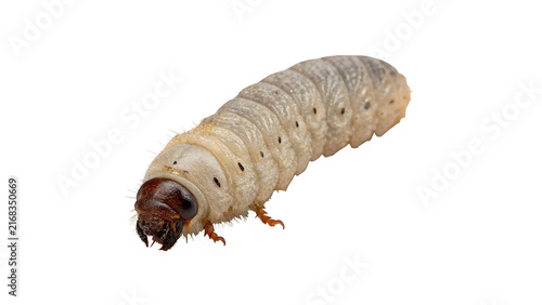 Cuadro en lienzo Pale white grub worm larva isolated on transparent background.