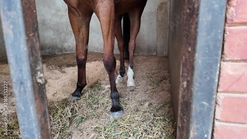 horse in the stable