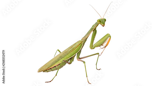 Cuadro en lienzo Green praying mantis insect isolated on transparent background.