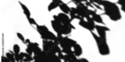 Minimalist plant shadow on white background, organic leaf silhouette overlay, natural floral shadow texture for mockup design