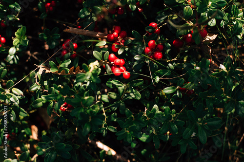 Ripe lingonberries on a bush