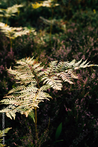 Fern in the forest in the sun