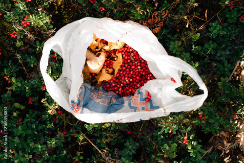 Chanterelle mushrooms and lingonberries in a bag