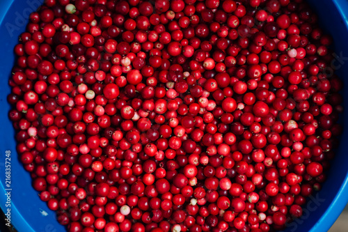Fresh lingonberries close up, background