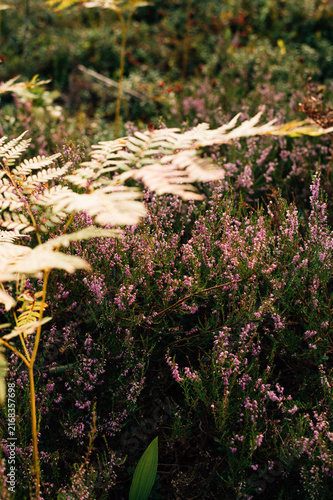 Close up of blooming heather
