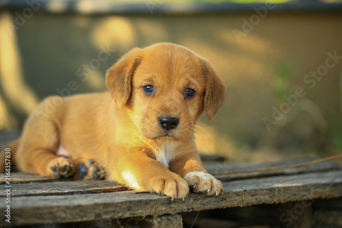 Cute Mixed Breed Puppies Playing Outdoors on Green Grass