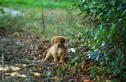 Konstfotografi Cute Mixed Breed Puppies Playing Outdoors on Green Grass