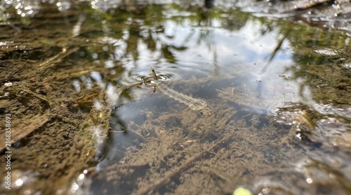 Macro Photography of a Mosquito Larva Swimming in Stagnant Water