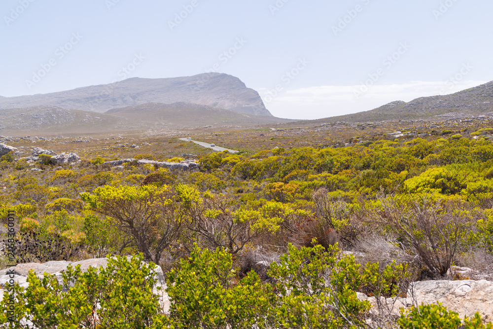 Fototapeta premium Road through hills near Cape of Good Hope