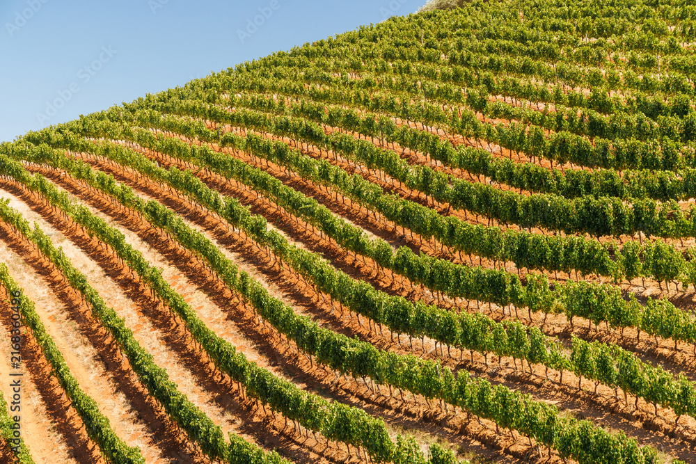 Naklejka premium Sunlit vineyard rows in South Africa