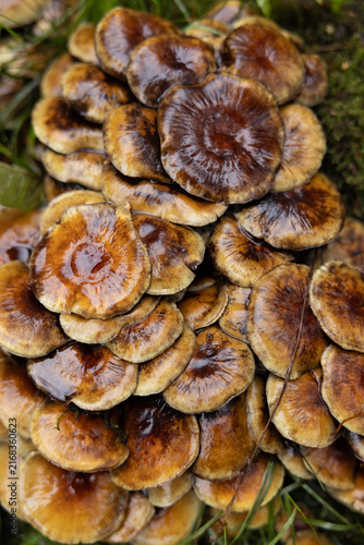 Dense cluster of glossy brown wild mushrooms growing on the damp forest floor after rainfall, viewed closely from above.