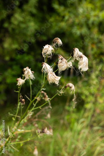 Fluffy white thistle seed heads dispersing in a sunlit meadow, photographed against a softly blurred green background.