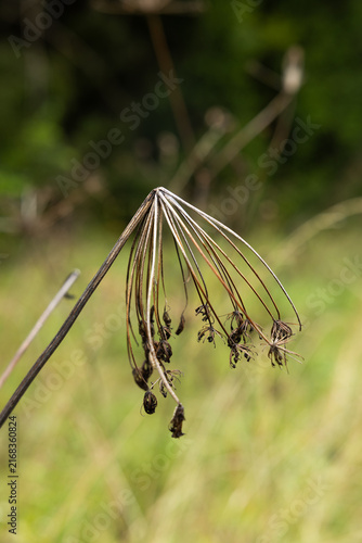 Dried wildflower umbel with hanging seed pods standing alone in a sunny meadow against a soft green background.