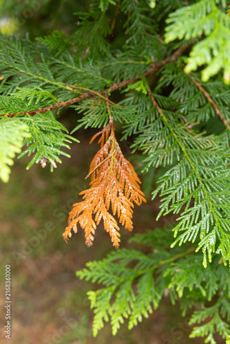 Single orange-brown dead branch contrasting with healthy green evergreen foliage, showing natural plant stress and seasonal change.