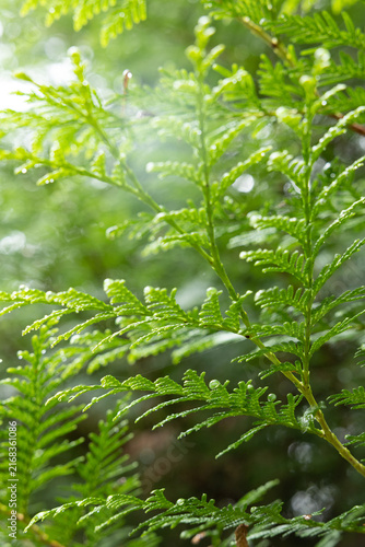 Rain-covered evergreen foliage glowing in soft sunlight, with fresh green branches and sparkling water droplets.
