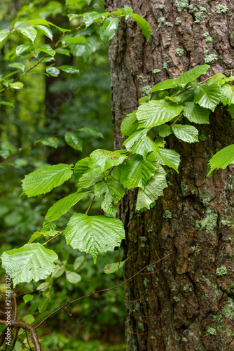 Fresh hornbeam leaves wet after rain growing beside a lichen-covered tree trunk in a lush green forest.