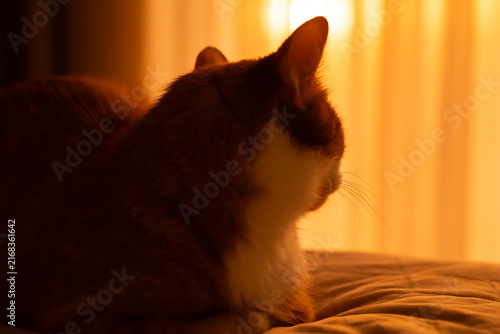 Obraz na płótnie Cat in the dim light of sunset inside a dark room