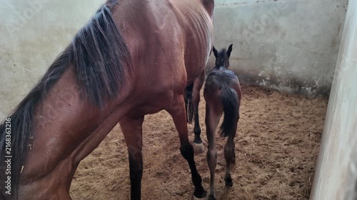 A brown mare and her cute newborn foal in a stable.