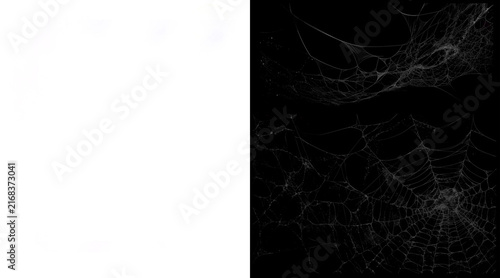 Fotografía Spooky spider web illustration on black background, realistic cobweb texture for
