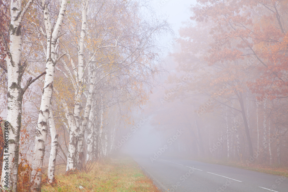 Fototapeta premium Misty road going through autumn birch forest