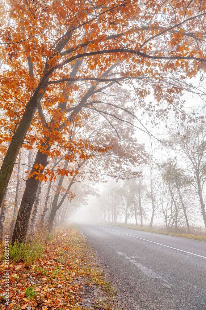 Fototapeta premium Empty asphalt road in foggy autumn forest with misty trees