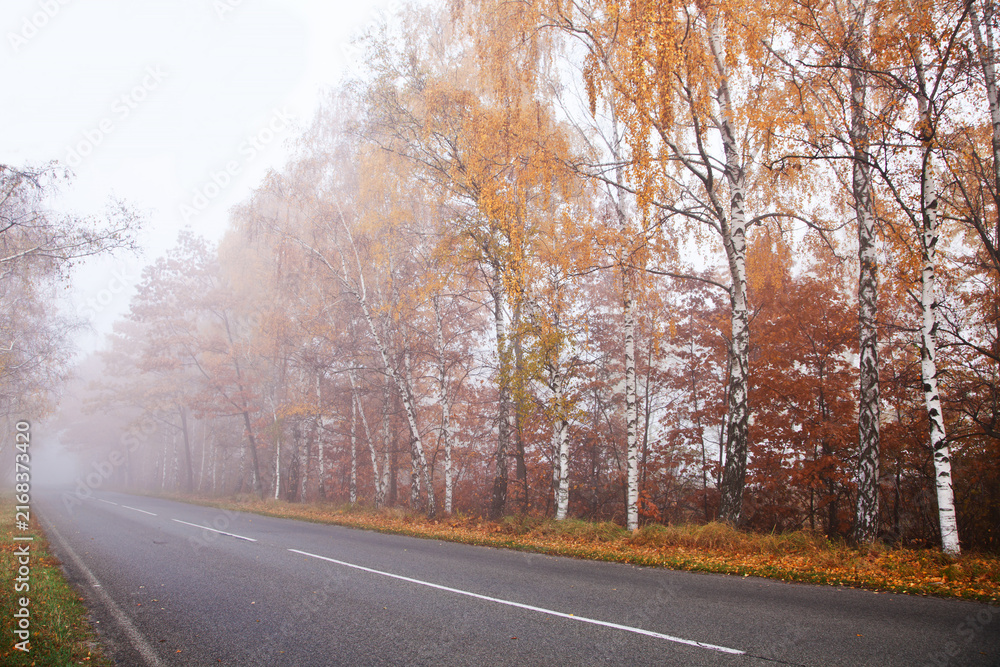 Fototapeta premium Misty road going through autumn birch forest
