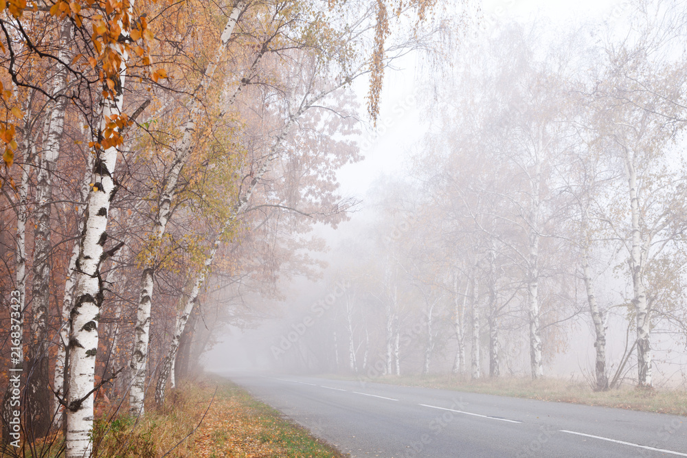 Fototapeta premium Misty road going through autumn birch forest