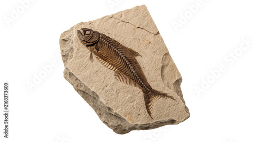Ancient petrified fish skeleton fossil specimen archaeology paleontology isolated on white background
