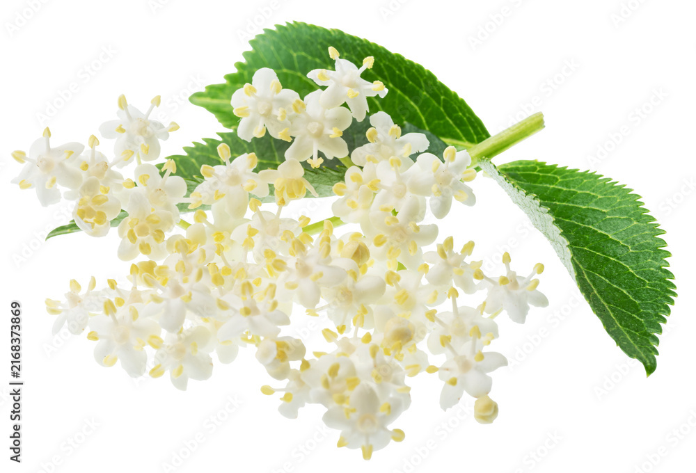 Obraz premium Fresh white elderberry blossom with elderberry green leaves isolated on a white background. Herbal medicinal tea ingredient.