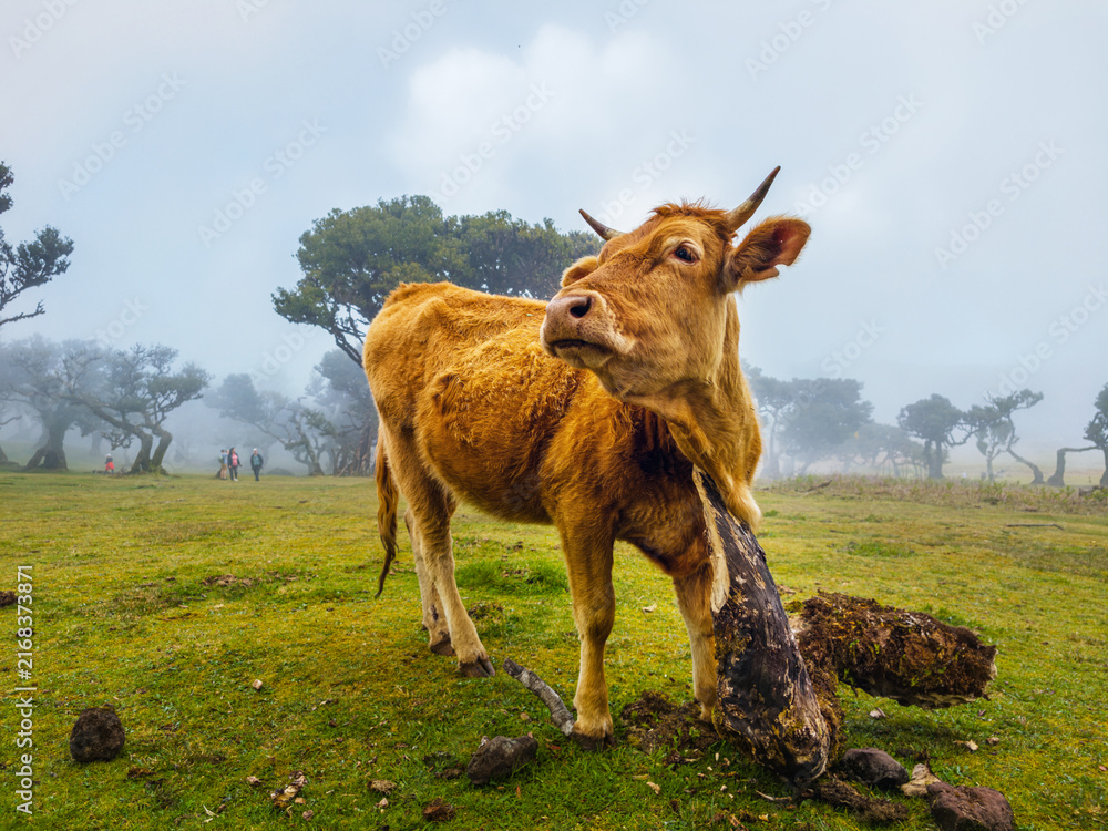 Fototapeta premium A brown cow standing on a green pasture next to ancient trees in the mysterious morning fog of Fanal Forest, Madeira.