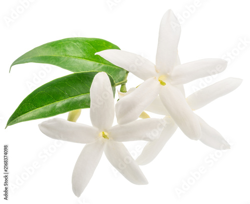 Delicate cluster of white star-shaped jasmine flowers with tender green stems and jasmine leaves, isolated on a white background. Natural perfume ingredient.