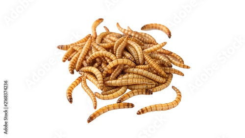 Fotografie Heap of dried mealworms bird food isolated on transparent background