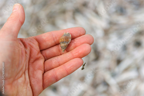 Small spiral seashell resting in a person's open hand  on North Sea beach