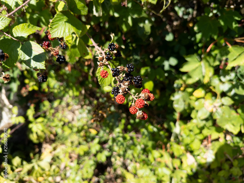 Canvastavla Ripe and Unripe Wild Blackberries Growing on Bush in Sunlight