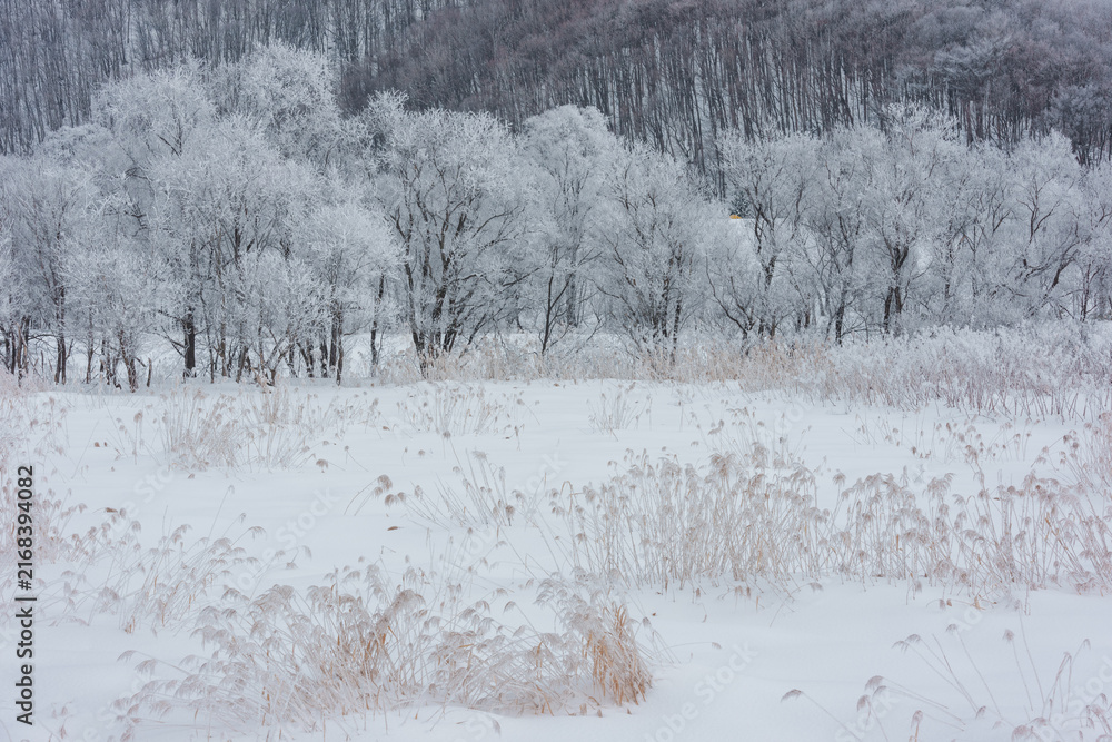 Fototapeta premium 北海道 美瑛富良野の厳冬期 早朝に霧氷した美しい木々の雪景色