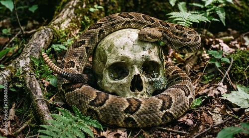 Serpent Coiled Around A Skull In Forest Setting